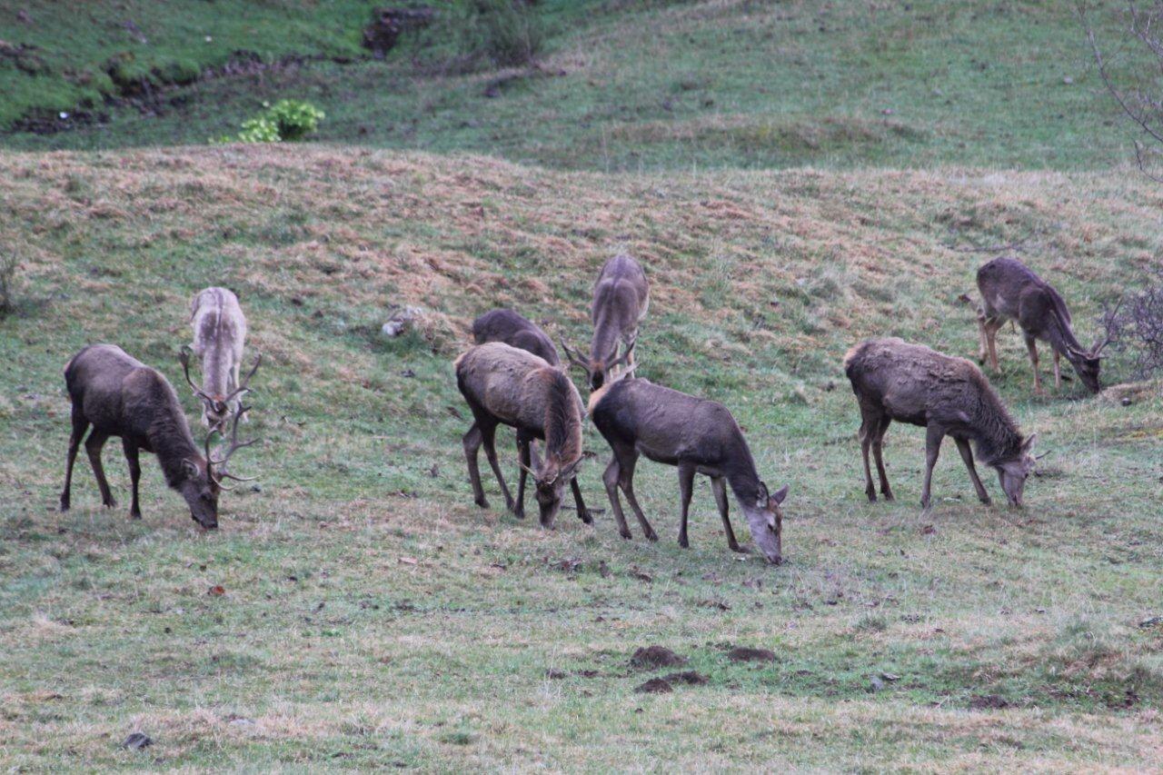 Cervi e Daini...da mesi sempre insieme